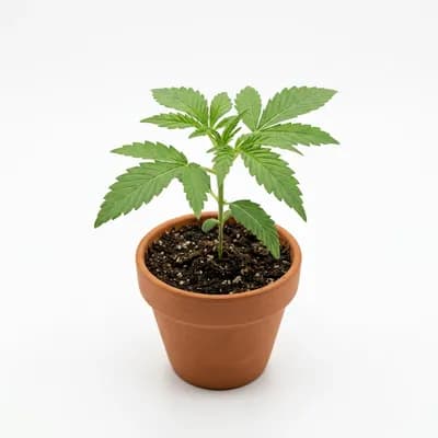 Cultivation